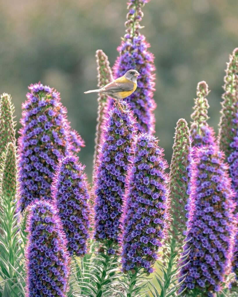 Gay's Comet (Phrigilus gayi) on Madeira Pride flower (Echium candicans) Photography by @katha_zc (2)