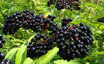 The Elderberry plants (Inecol)