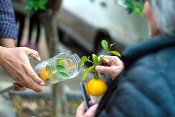 The bitter orange tree is the tree that produces oranges (Archive)