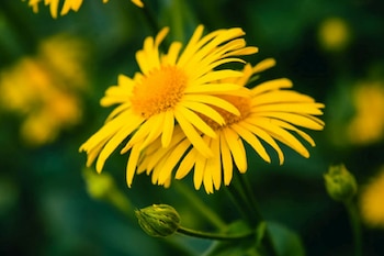 Arnica is one of the best known medicinal plants (Freepik)