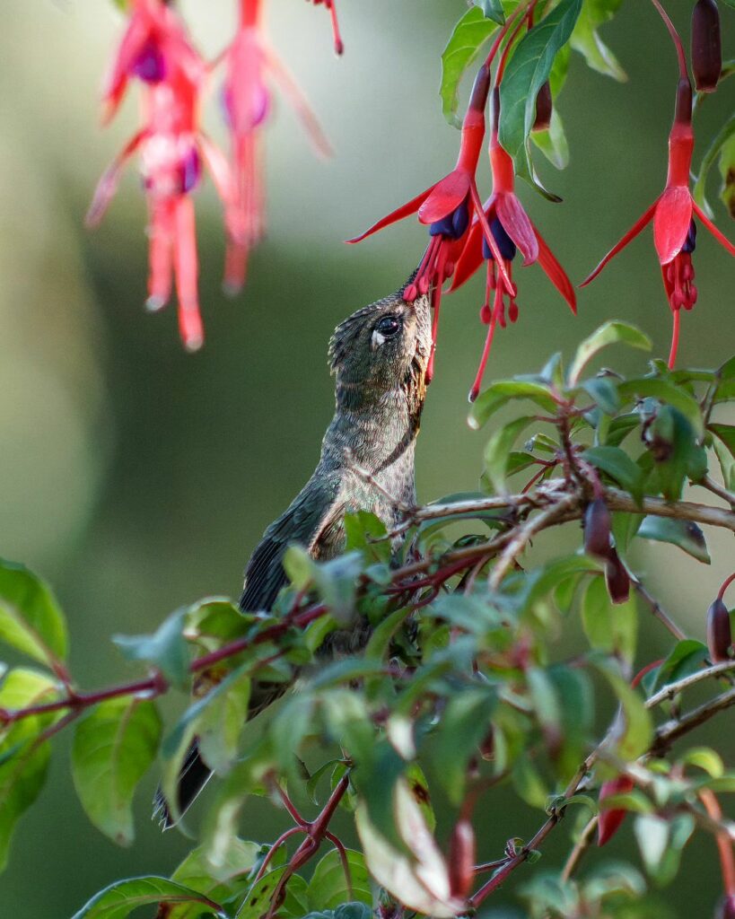 Little Hummingbird (Sephanoides sephaniodes) drinking Chilco flower (Fuchsia magellanica) Photography by @araya_fotografia_aves