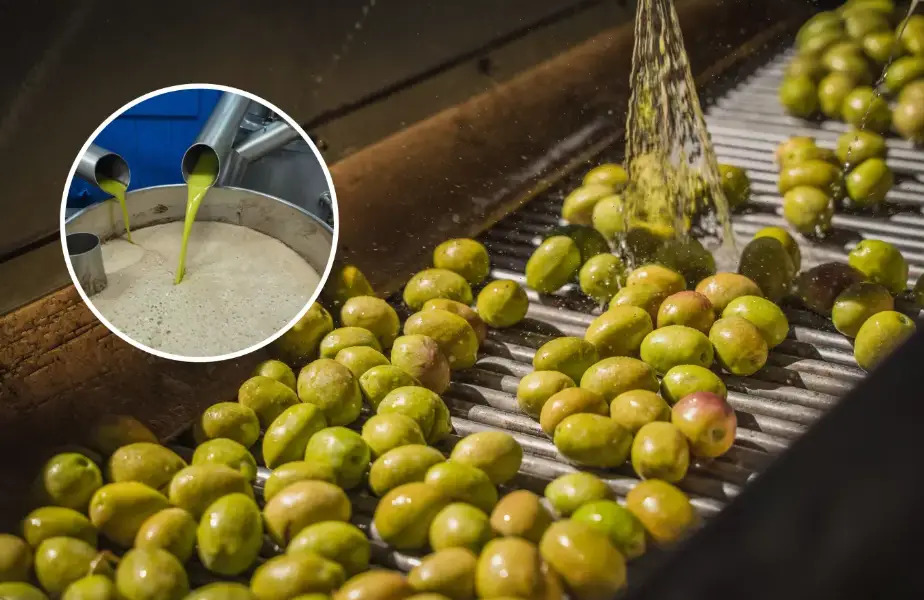 Olive waste could have important health benefits