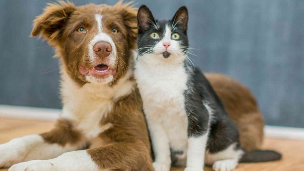 Your dog or your cat is to blame for what happens to your health: experts say